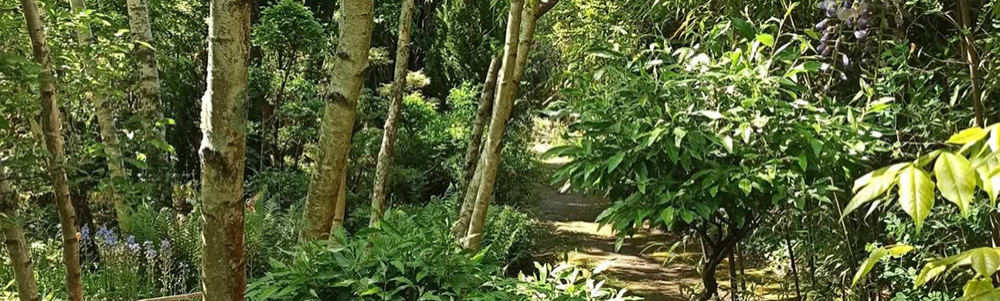 Tropicarium Bonsaï
